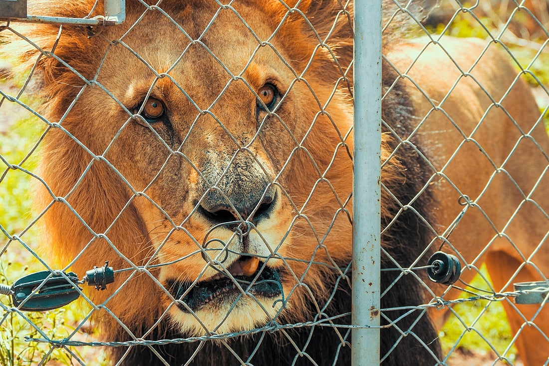 World Lion Day 2024 They may be on their way out, but captive leonine